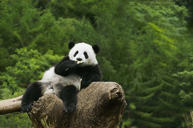 森林熊猫图片下载